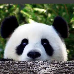 Meet your Posher, Angel